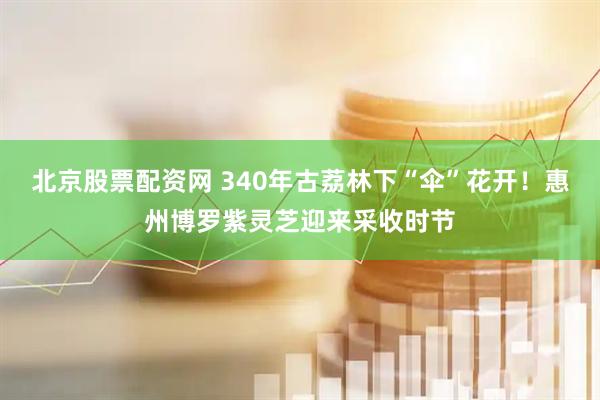 北京股票配资网 340年古荔林下“伞”花开！惠州博罗紫灵芝迎来采收时节